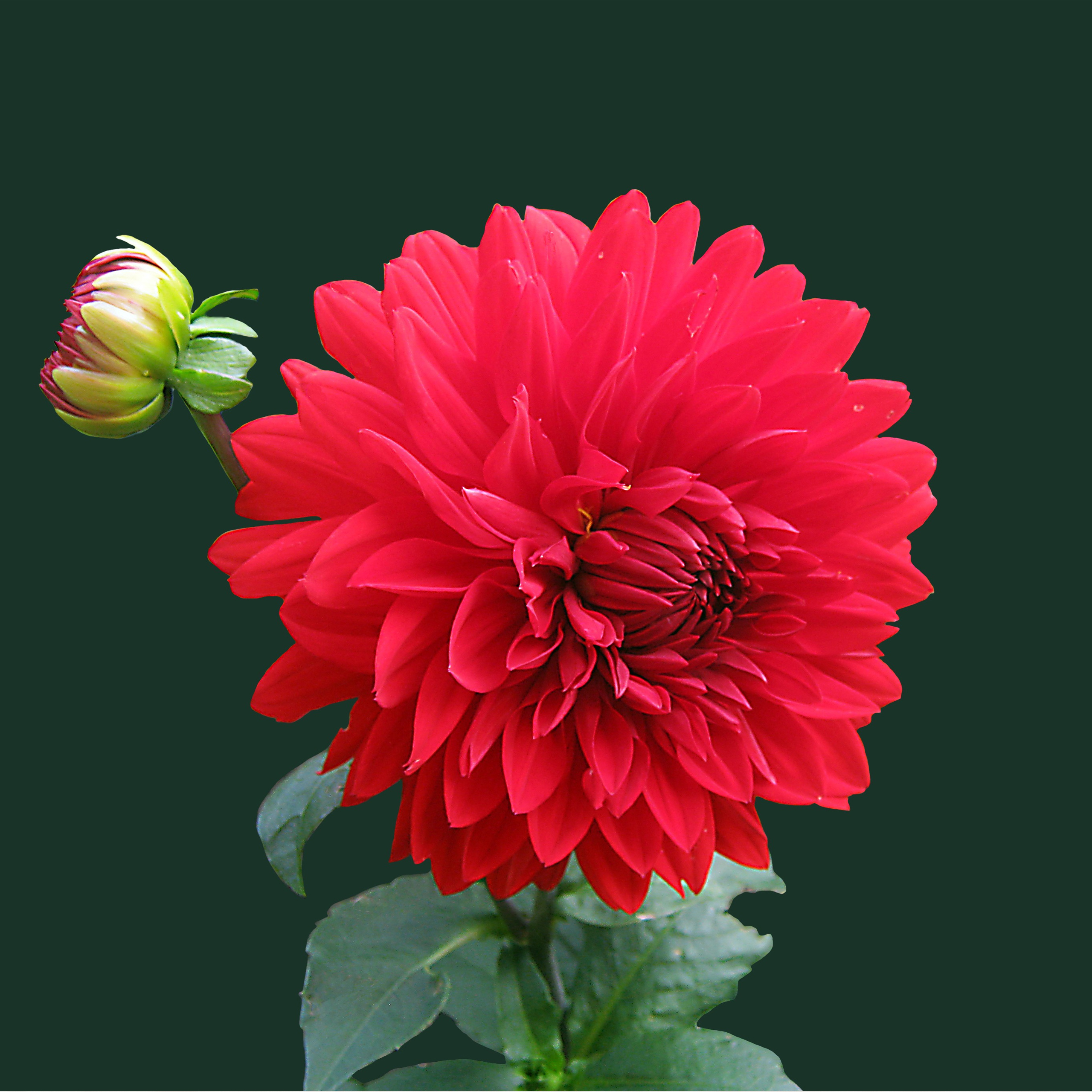 Red Beautiful Flowers Wallpapers For Mobile - Cool HD Wallpapers